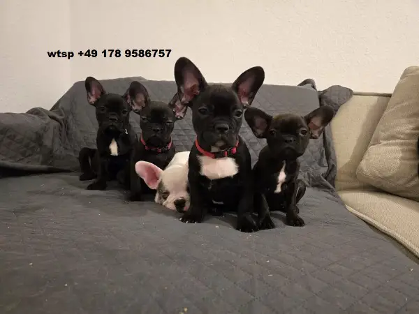 Wunderschöne Welpen Französische Bulldoggen