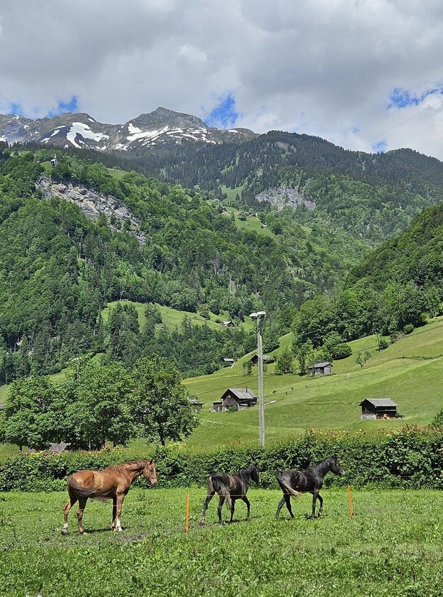 Warmblut Fuchswallach sucht Lebensplatz