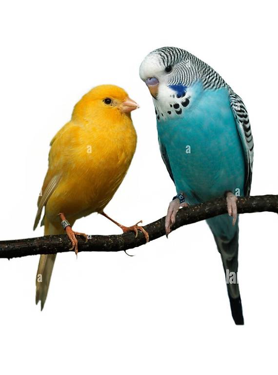 Kanarien und Wellensittiche