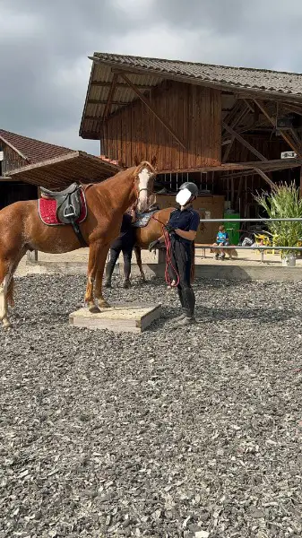 Zu verkaufen abenteuerlustiger Freibergerwallach