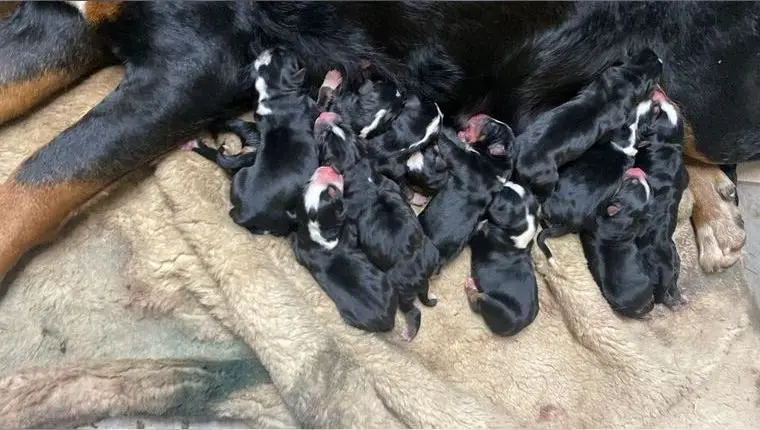 Welpen vom Grossen Schweizer Sennenhund