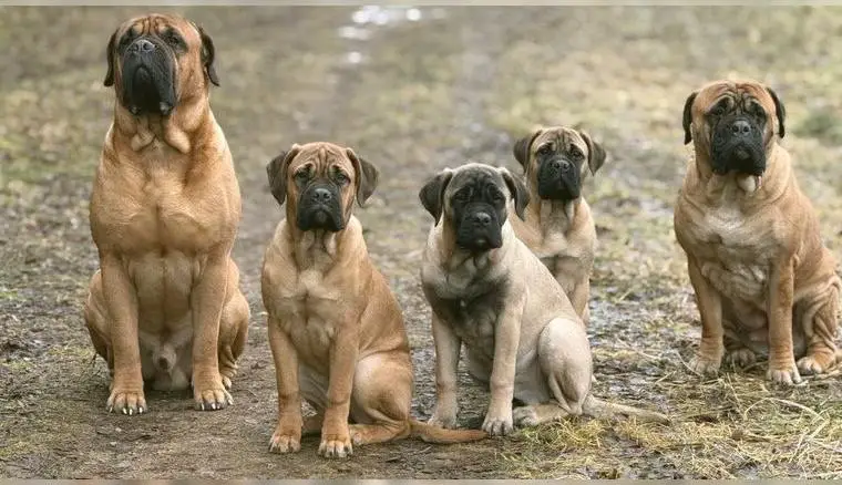 Bullmastiff puppies