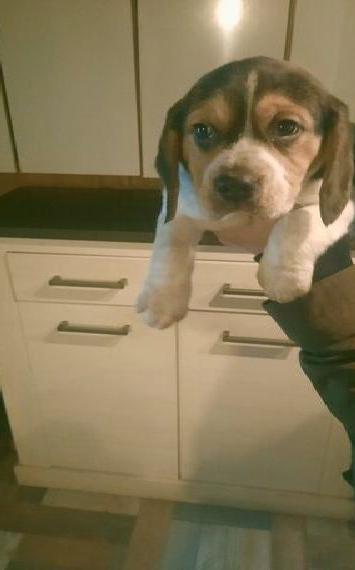 Hübscher Beagle Welpe (Rüde) sucht ein liebes neues zu Hause