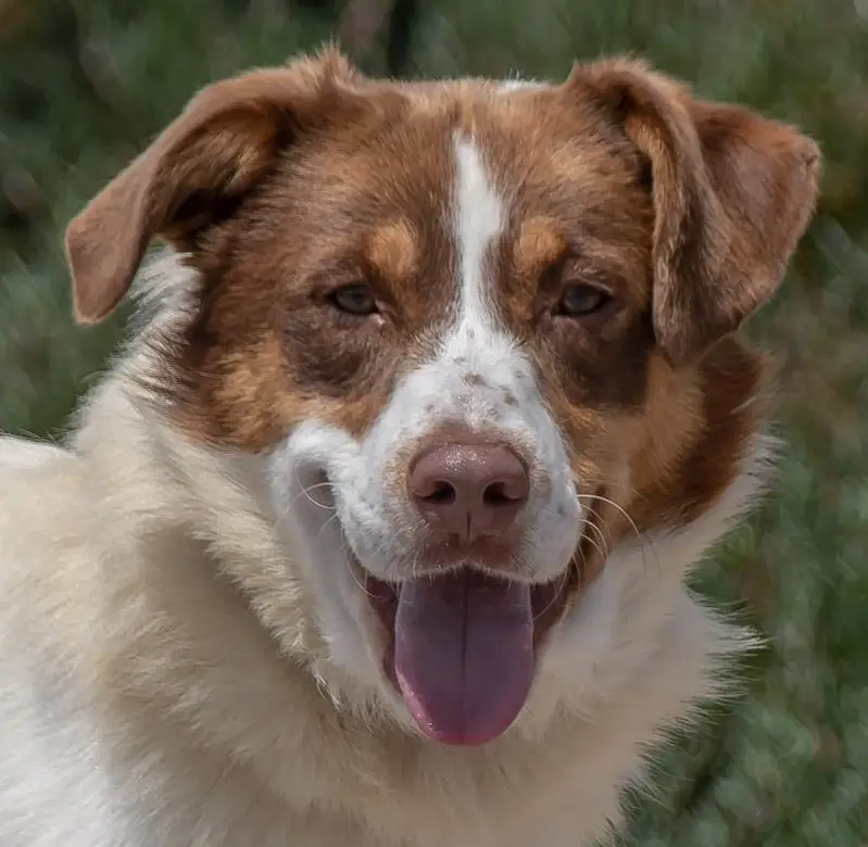Mischlingsrüde Rupert, ein ganz braver Hund