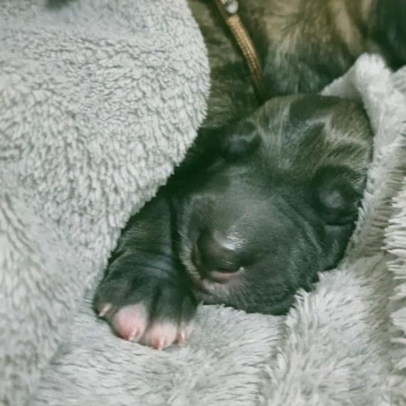 Wurfplanung Irish Wolfhound Welpen / irischer Wolfshund