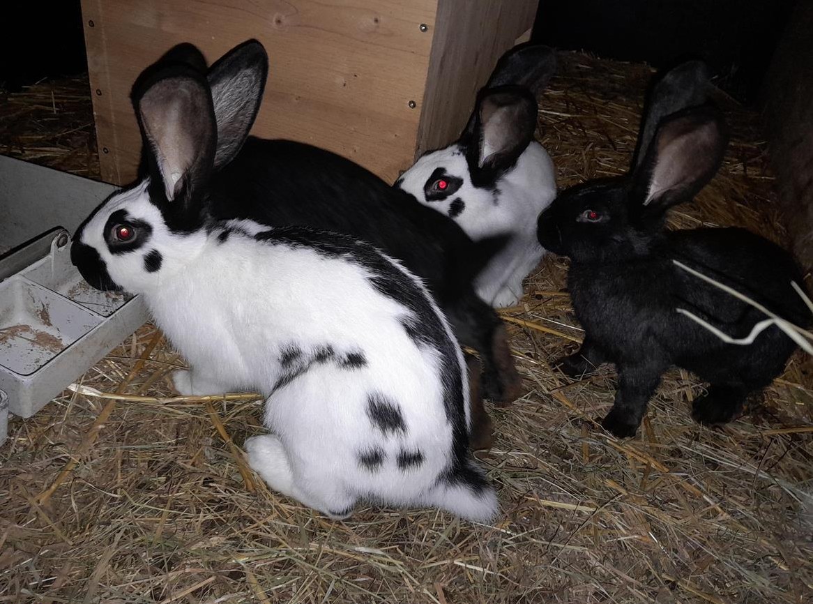 Junge Schweizer Schecken Rammler und Zippen