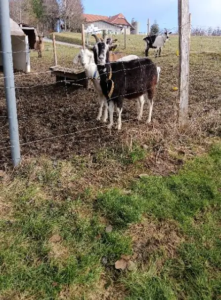 Bündner Strahlenziege zu verkaufen