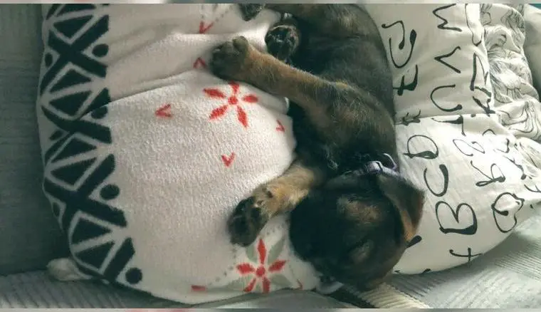 Borderterrier Welpen