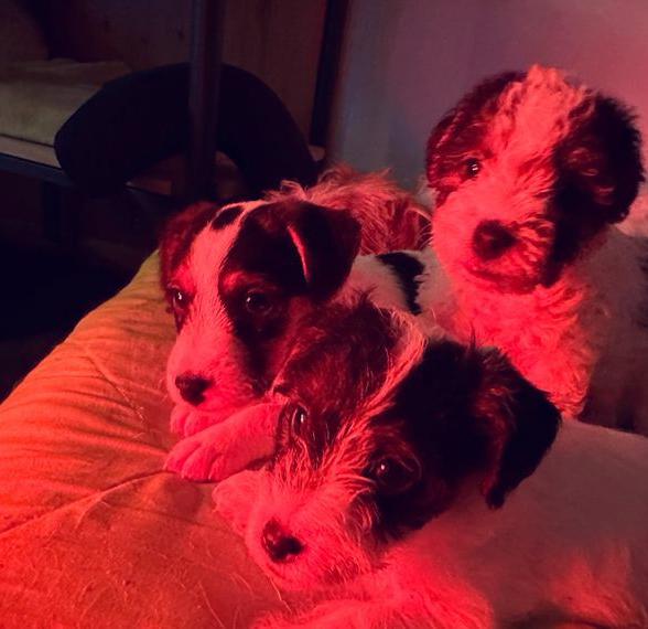 Wunderschöne, reinr. Parson Jack-Russell Hündin, tricolor