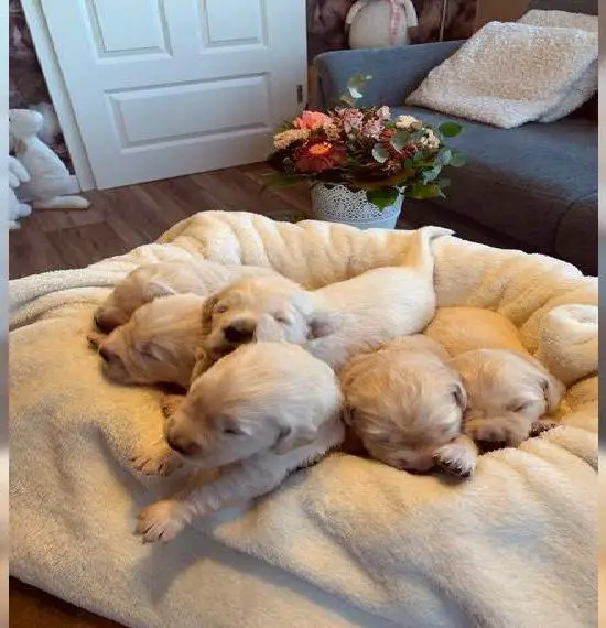 Traumhafte Golden Retriever Welpen