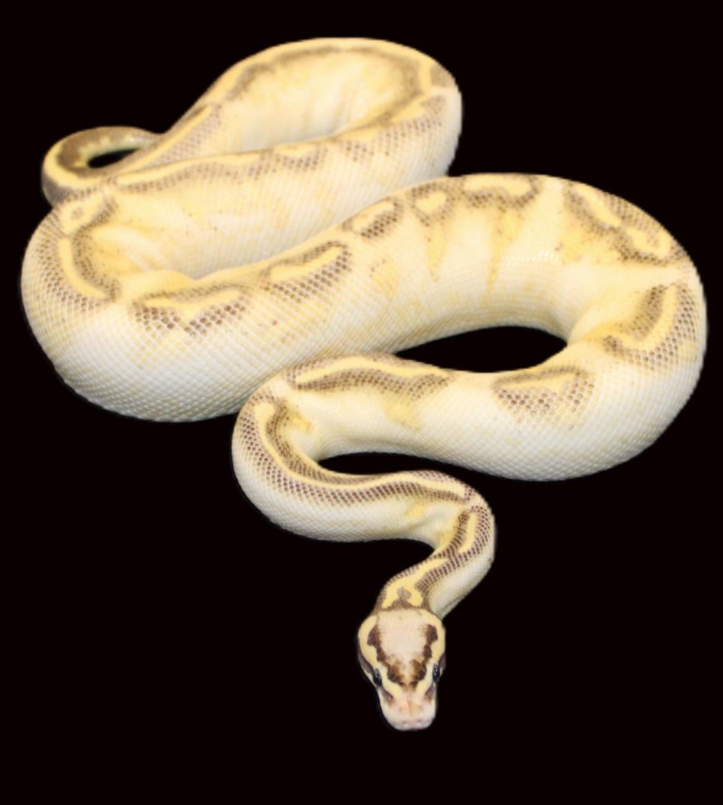 Königspython 1.0 Highway, Citrus Pastel / 825Gr.