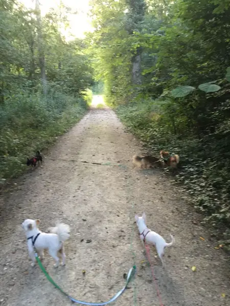 Hunde Pension, Hundebetreuung, Hundesitter, Tiersitter