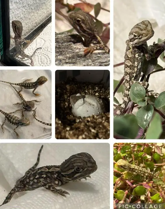 Zwergbartagamen Babys suchen schönes Zuhause