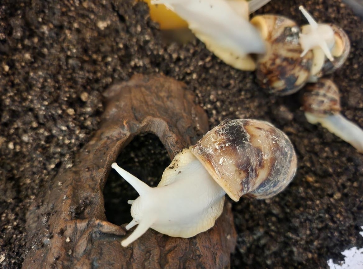 4 wunderschöne Albino Achatschnecken abzugeben