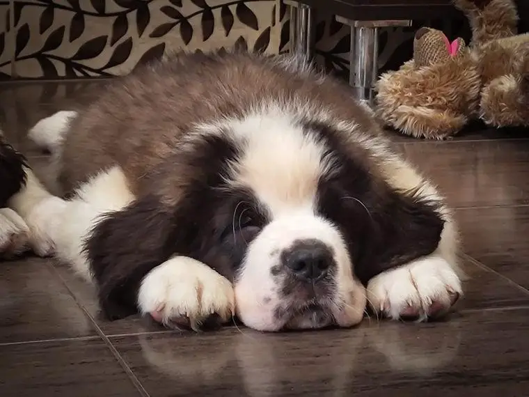 Wunderschöne Bernhardinerwelpen mit Ahnentafel