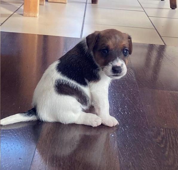 Foxterrier glathaar Welpen.