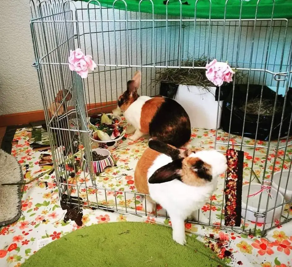 Kleintierferienbetreuung Telli Mel, Aarau Region