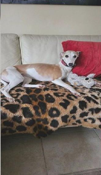 Sehr schöne Whippet Hündin in allerbeste Hände abzugeben