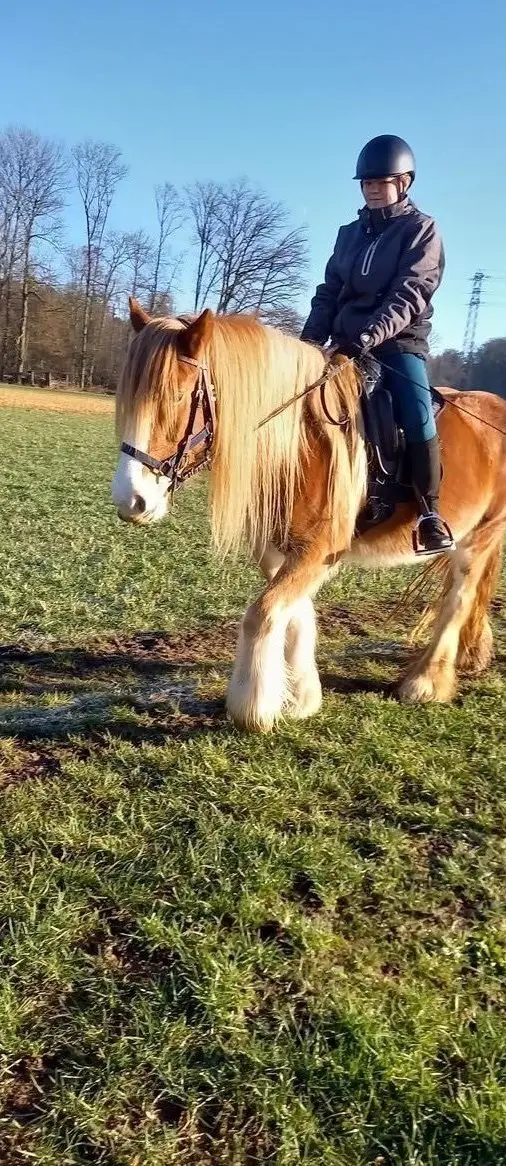 Tolle Tinker Stute, Freizeitpferd