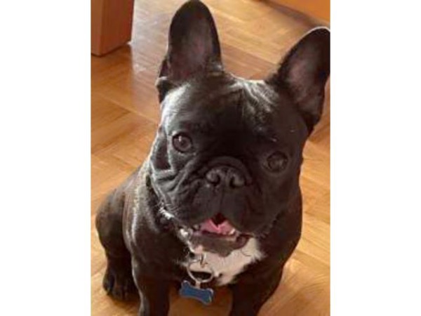 Bouledogue français saillie