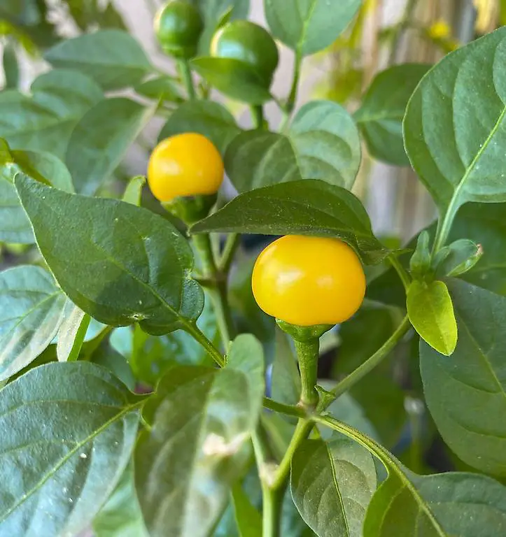 Chili Samen "Gelbe Kirsche" klein rund mittelscharf