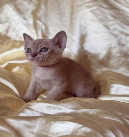 Burma Kitten mit Stammbaum