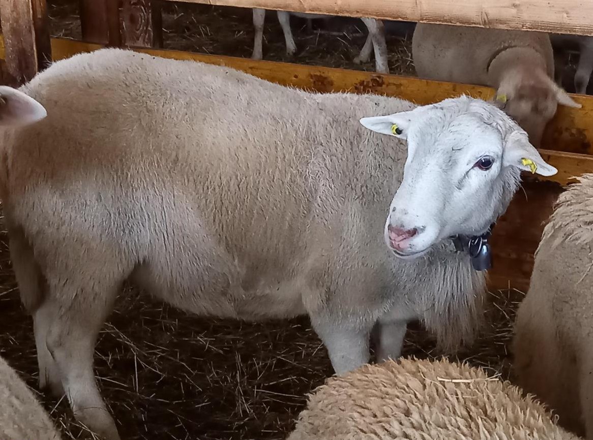 Nolana Schafbock zu verkaufen