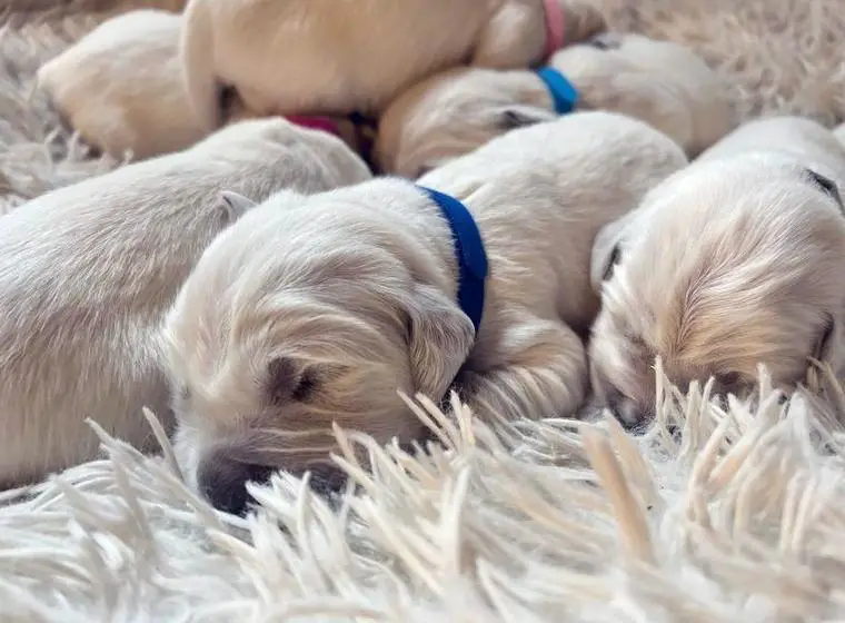 Golden Retriever Welpen mit Ahnentafel und Gesundheitszeugnis