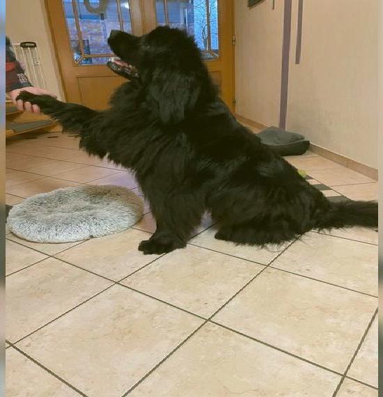 Neufundländer Hündin VDH 2 Jahre