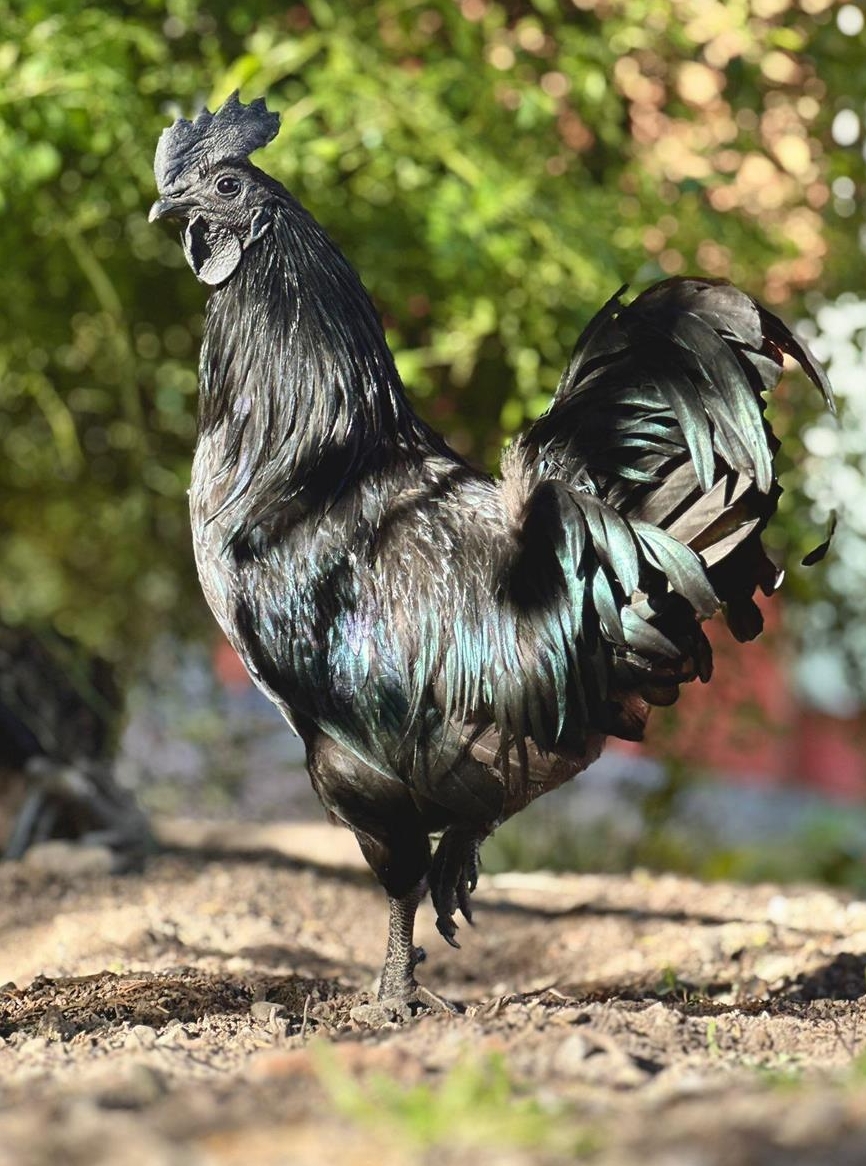 Ayam Cemani Hahn gratis abzugeben