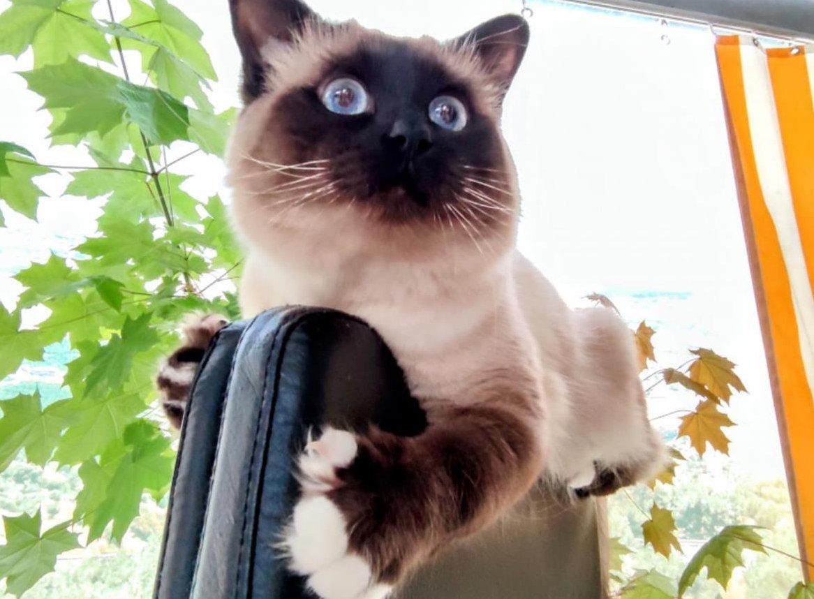 2 Deckkater: Heilige Birma & Siam Mischling