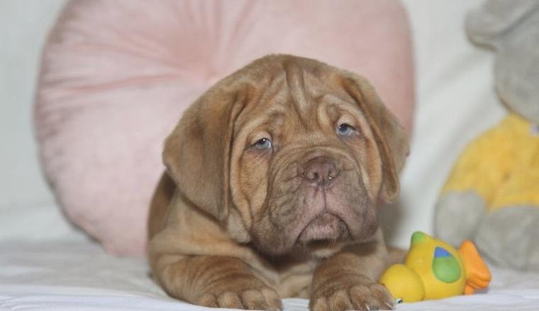 Bordeauxdoggenelpen aus kontrollierter VDH / FCI Zucht suchen ein tolles zu Hause