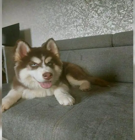 Kleine flauschige Huskys