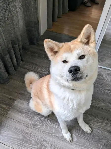 Akita inu Hund