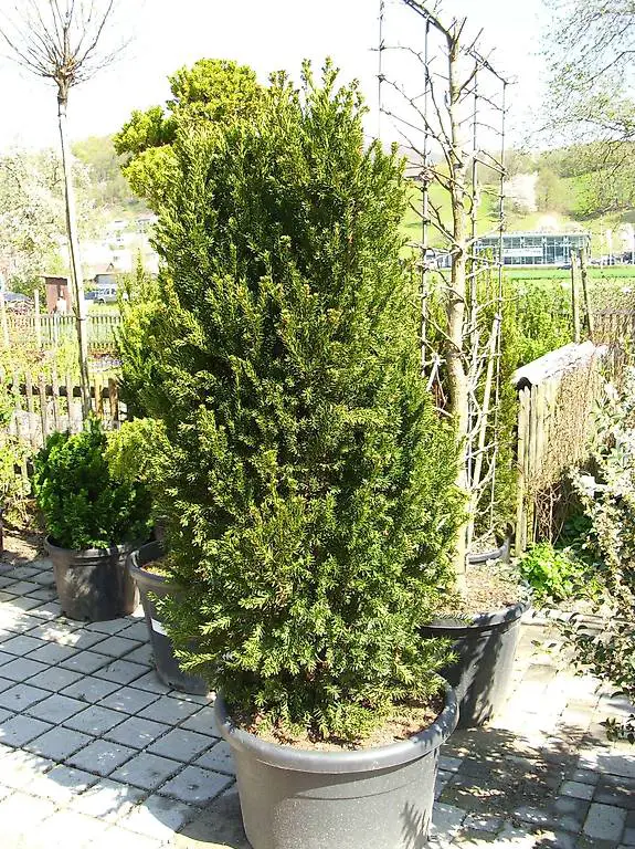  männliche Bechereibe Taxus media Hillii 100/125