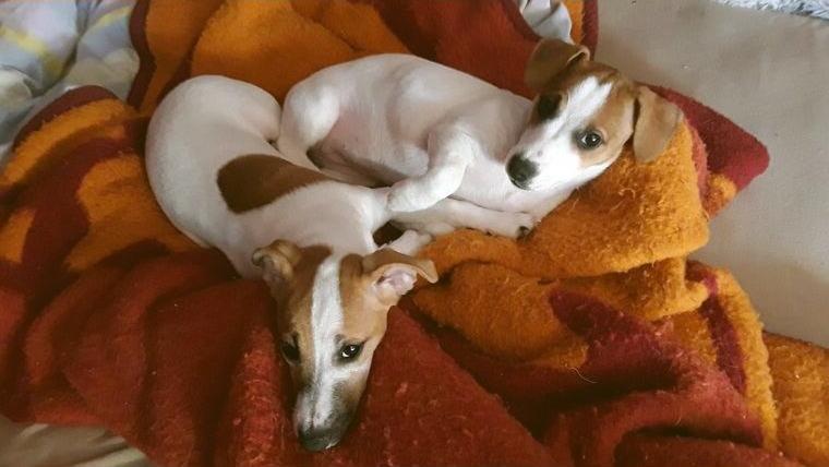 Jack Russell Terrier Welpen