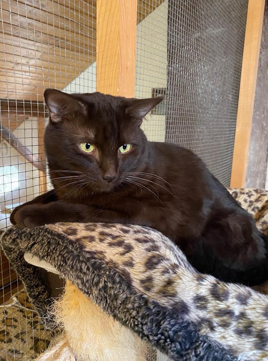 Havana Deckkater Odin, Orientalisch Kurzhaar