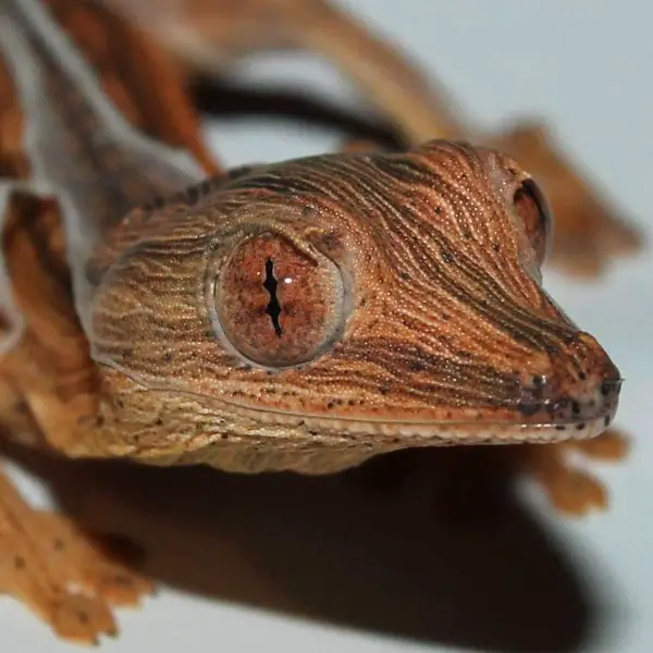 Biete Uroplatus Lineatus, Plattschwanzgecko