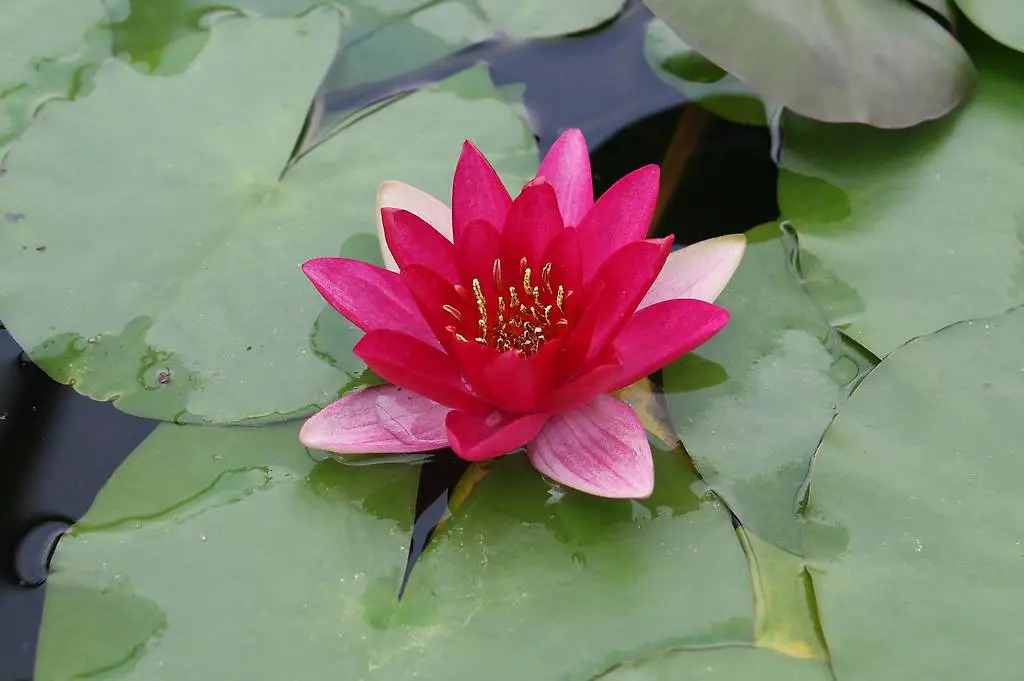 Seerose Nymphaea "Laydekeri Fulgens"