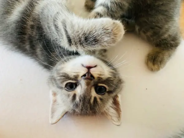 BKH Britisch Kurzhaar Kitten