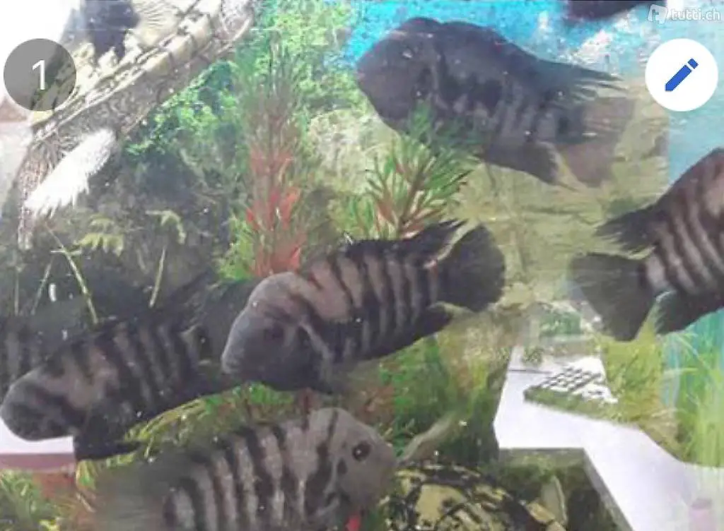 Zebrabuntbarsch Fische Aquarium Barsch