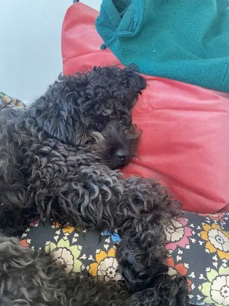 Adorable Caniche, beau caractère cherche copine