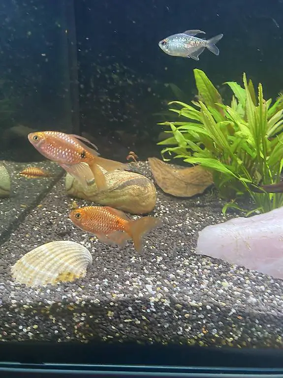 Prachtbarben Fische männchen 2stk