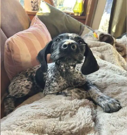 Welpen Deutsch Drahthaar