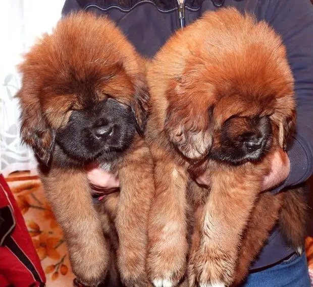 Do khyi Tibetischer Mastiff-Welpen