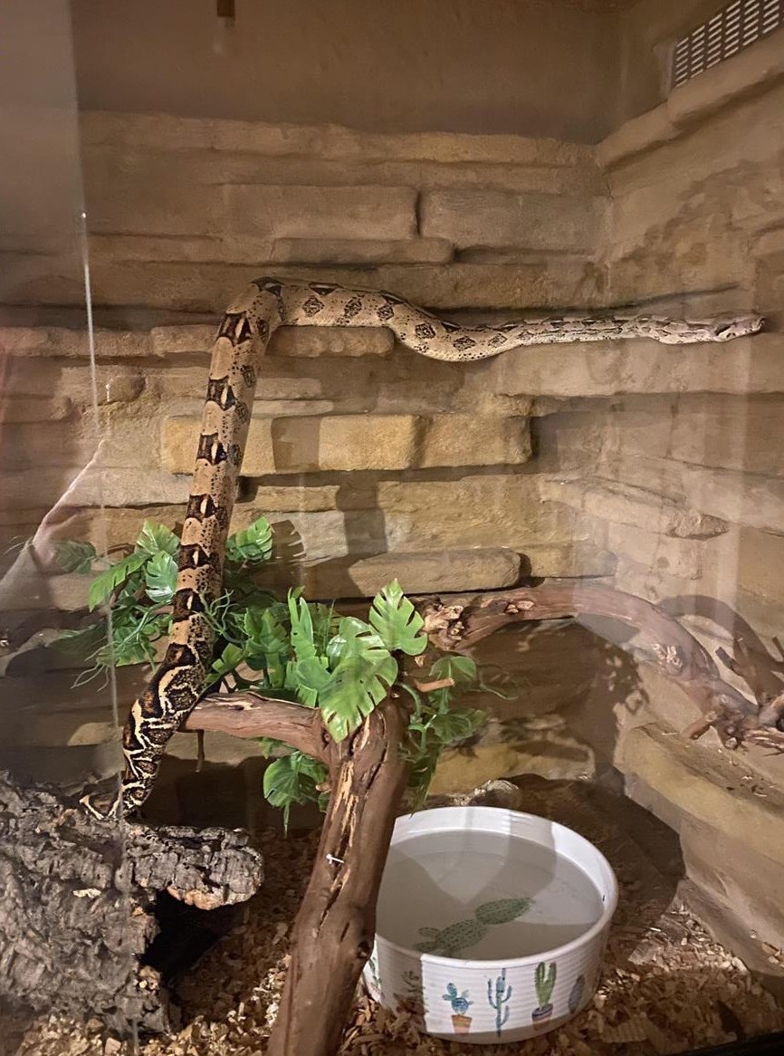 Boa Constrictor sucht ein neues Zuhause