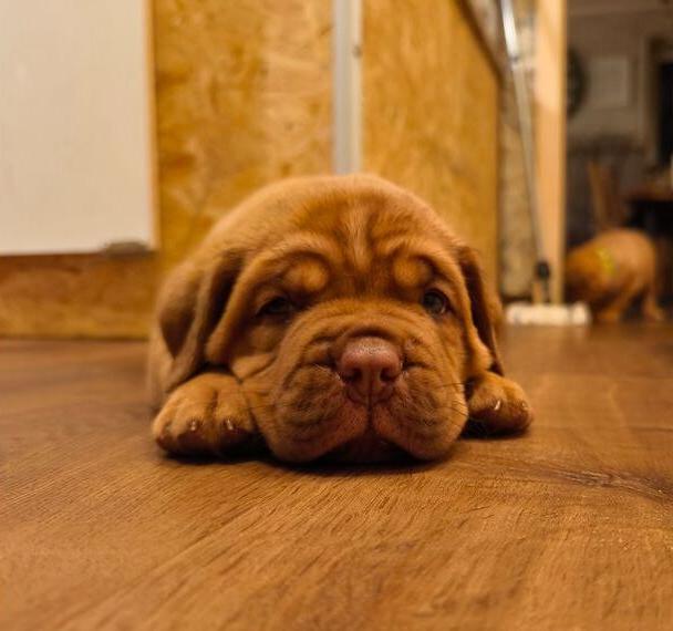 Bordeaux Doggen Welpen