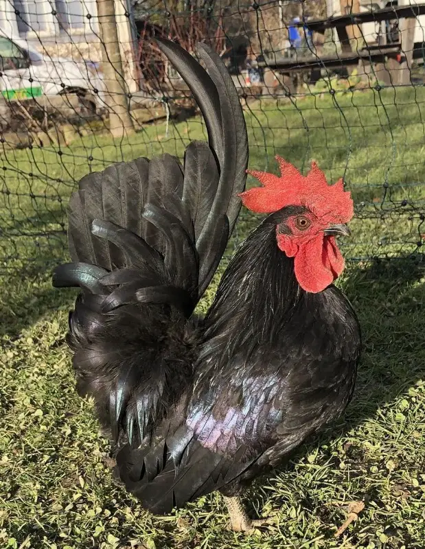 Chabo Hahn zu verschenken