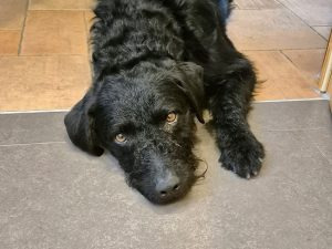 SCOTTY, aktiver Mischlingsrüde, ca. 2 Jahre, 55cm, 25kg