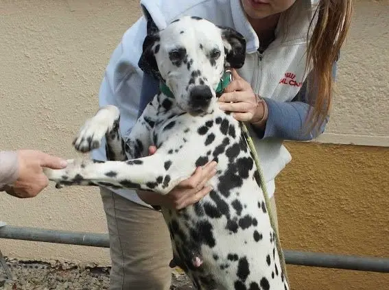 Lara Dalmatiner Hündin